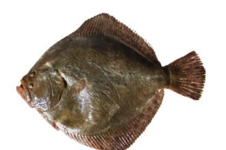 The Service Of The Fish